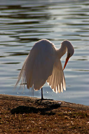 Egret #2の写真素材