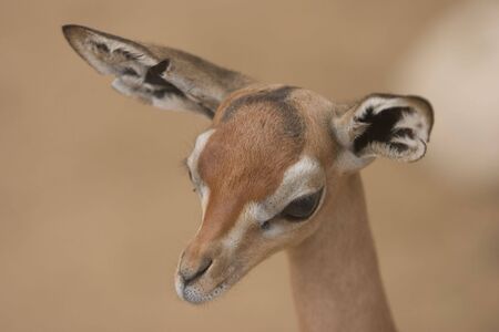 Gazelle #2の写真素材