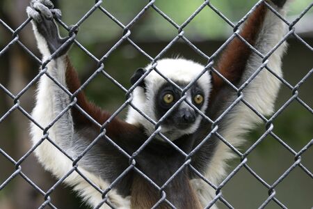 Lemur in captivityの写真素材