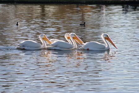 Pelicansの写真素材