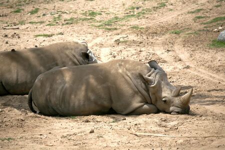 a pair of rhinos resting and basking in the sunの写真素材