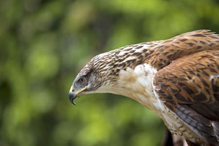 Close up of Harris Hawkの写真素材