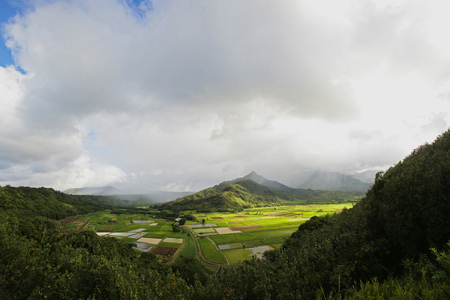 Agricultural Fields - Taroの写真素材