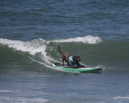 Chocolate Labrador Retriever catching a waveの写真素材
