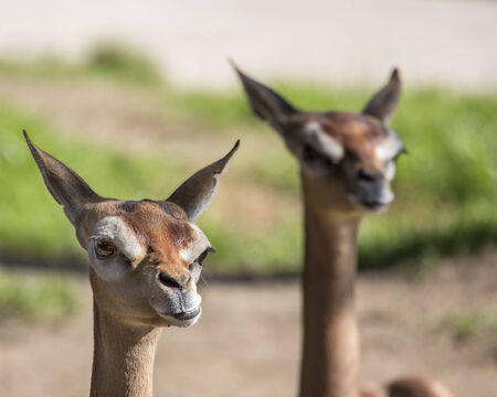 Pair of Gazelles