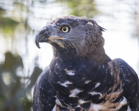 Bird of Prey head shotの写真素材