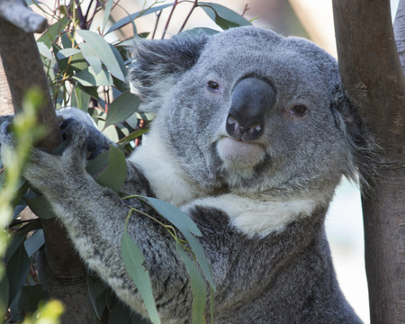Koala Bear climbing eucalyptus treeの写真素材
