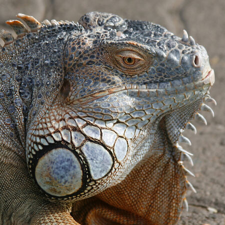 Iguana Close-upの写真素材