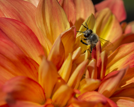 Flower with Beeの写真素材