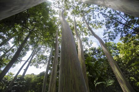 Wide angle view of trees in a tropical forestの写真素材