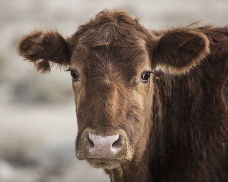 Closeup headshot of brown cow in field
