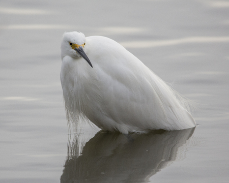 Young egret standing in waterの写真素材