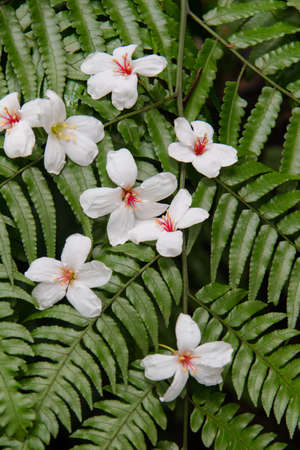 White flowers fall on green fern leaves ï¼Tung flowersï¼の写真素材