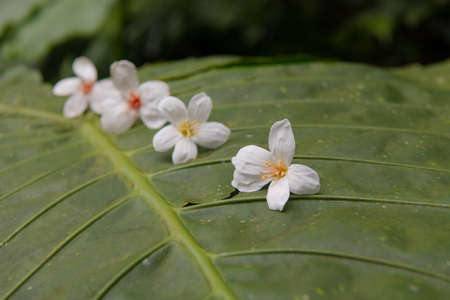 White flowers fall on green fern leaves ï¼Tung flowersï¼の写真素材
