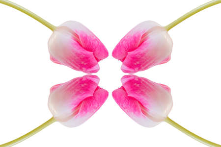 Pink tulip in front of white backgroundの写真素材