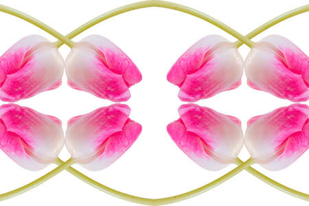 Pink tulip in front of white backgroundの写真素材
