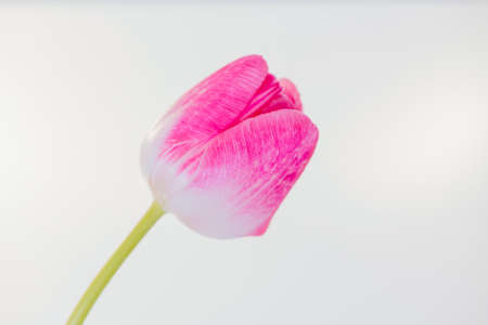 Pink tulip in front of white background, cut flowersの写真素材