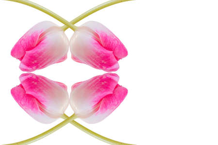 Pink tulip in front of white backgroundの写真素材