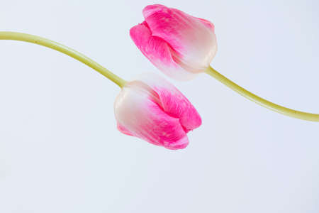 Pink tulip in front of white backgroundの写真素材
