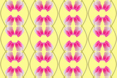 Pink tulip in front of yellow backgroundの写真素材