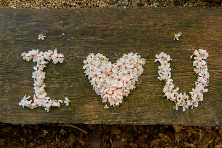 Beautiful white flowers. (tung tree flower)Heart shapeの写真素材