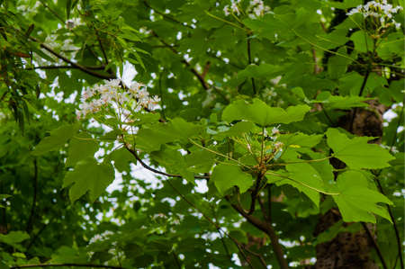 Beautiful White flowers blooming on the treeï¼tung tree flowerï¼の写真素材