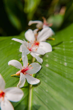 Beautiful White flowers ï¼tung tree flowerï¼の写真素材