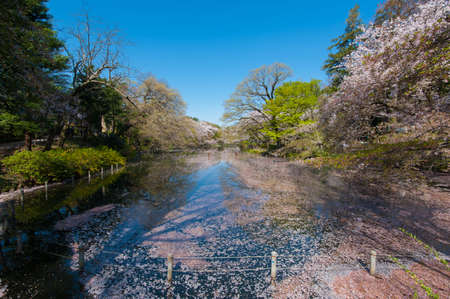 Cherry blossom trees reflected on the lake in Inokashira Park, It is a famous cherry blossom viewing place in Tokyo, Japan,の写真素材