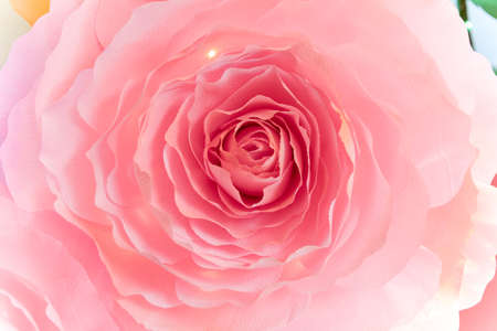 Beautiful Paper made of carnations, carnations flower isolatedの写真素材