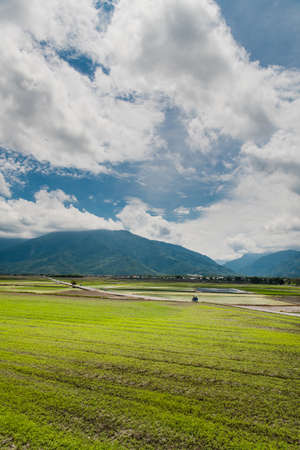 Many tourists ride electric tricycles on the field roads.Landscape View Of Beautiful Rice Fields At Brown Avenue, Chishang, Taitung, Taiwanの写真素材