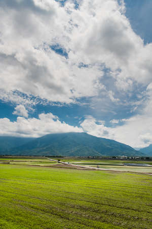 Many tourists ride electric tricycles on the field roads.Landscape View Of Beautiful Rice Fields At Brown Avenue, Chishang, Taitung, Taiwanの写真素材