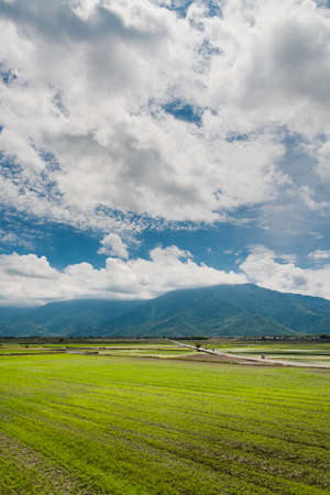 Many tourists ride electric tricycles on the field roads.Landscape View Of Beautiful Rice Fields At Brown Avenue, Chishang, Taitung, Taiwanの写真素材