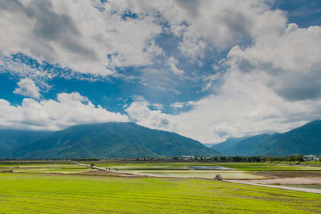 Many tourists ride electric tricycles on the field roads.Landscape View Of Beautiful Rice Fields At Brown Avenue, Chishang, Taitung, Taiwanの写真素材