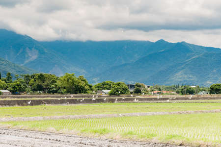 Reflection of paddy fields, mirror of the sky, Landscape View Of Beautiful Rice Fields At Brown Avenue, Chishang, Taitung, Taiwanの写真素材