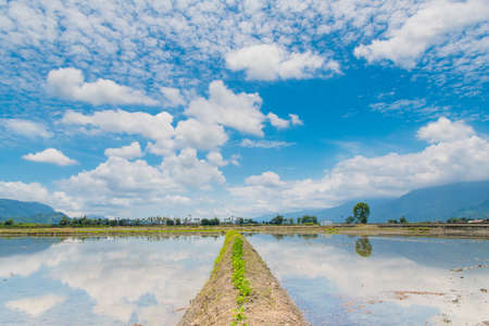 Reflection of paddy fields, mirror of the sky, Landscape View Of Beautiful Rice Fields At Brown Avenue, Chishang, Taitung, Taiwanの写真素材