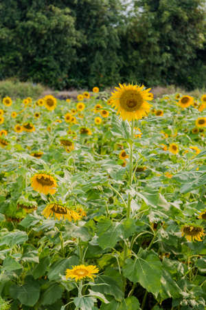 Blooming sunflowers on a background blue sky. Sunflowers Fieldの写真素材