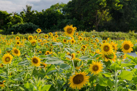 Blooming sunflowers on a background blue sky. Sunflowers Fieldの写真素材