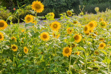 Blooming sunflowers on a background blue sky. Sunflowers Fieldの写真素材