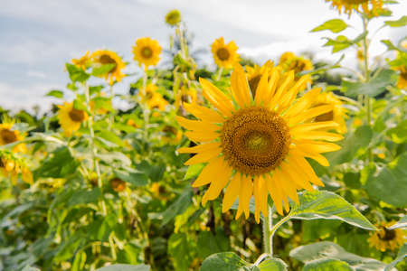 Blooming sunflowers on a background blue sky. Sunflowers Fieldの写真素材
