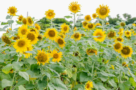 Blooming sunflowers on a background blue sky. Sunflowers Fieldの写真素材