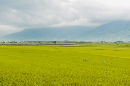 Landscape View Of Beautiful Rice Fields At Brown Avenue, Chishang, Taitung, Taiwan.の写真素材