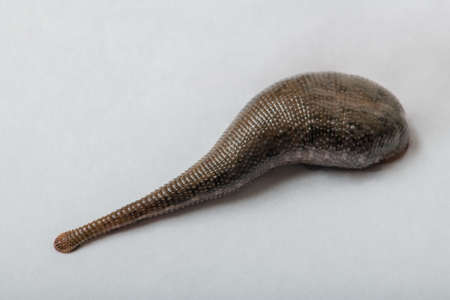 Leech isolated on white background (Annelid )の写真素材