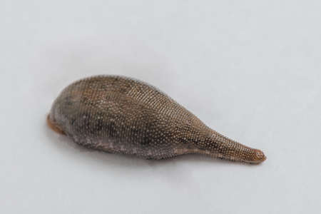 Leech isolated on white background (Annelid )の写真素材