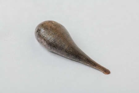 Leech isolated on white background (Annelid )の写真素材