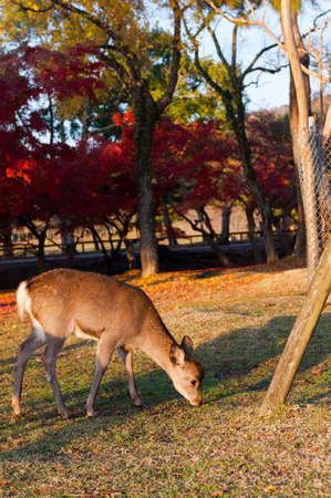 Autumn maple red with cute deer, Nara, Japanの写真素材