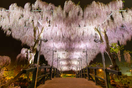Beautiful view of  White Japanese Wisteria blossom tree at night , Ashikaga, Tochigi,  Japanの写真素材