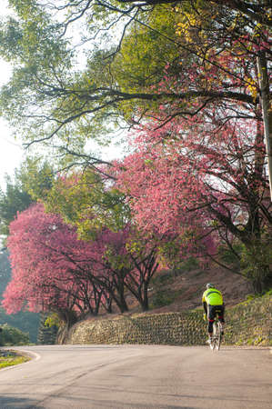 Cyclist rides uphill under a row of blooming cherry treesの写真素材