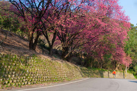 A mountain road full of sakura, bicyclists ride overの写真素材