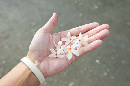 Hand holding white beautiful tung flower in tung flower seasonの写真素材