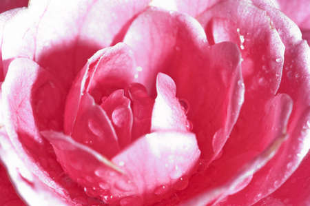 Water droplets on the petals, red camellia in the rainの写真素材